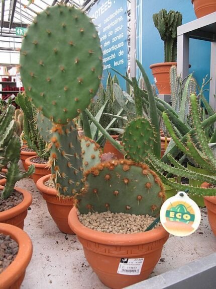 Opuntia aciculata cactus plant in een tuincentrum.