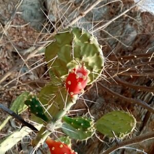 Opuntia caracassana cactus met platte, ovale pads en gele bloemen tegen een vervaagde achtergrond.
