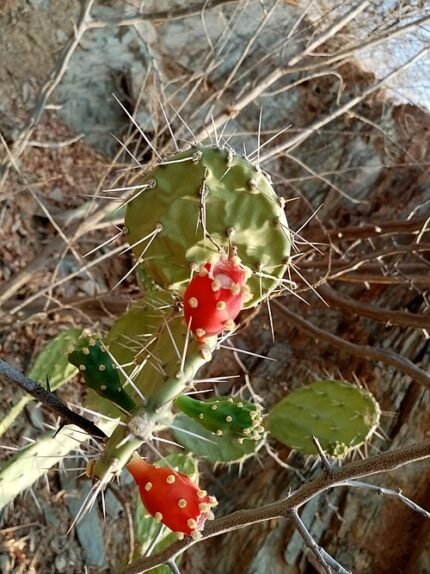 Opuntia caracassana cactus met platte, ovale pads en gele bloemen tegen een vervaagde achtergrond.