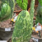 Opuntia cochenillifera variegata cactusplant met levendige groene en gele pads.