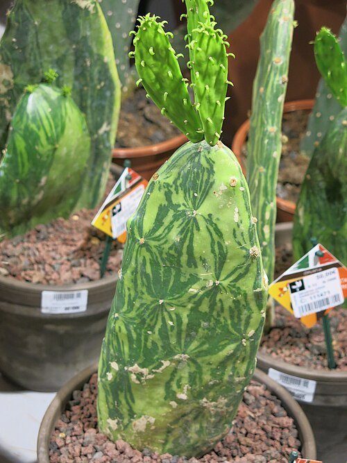Opuntia cochenillifera variegata cactusplant met levendige groene en gele pads.