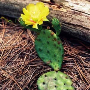 Opuntia humifusa cactus met platte groene pads en gele bloemen.