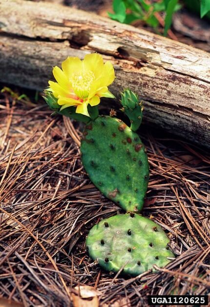 Opuntia humifusa cactus met platte groene pads en gele bloemen.