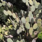 Opuntia pailana cactus met platte, ronde pads in groentinten, groeiend in natuurlijke omgeving.