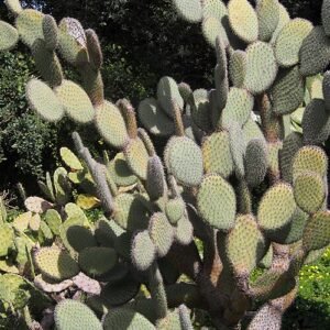 Opuntia pailana cactus met platte, ronde pads in groentinten, groeiend in natuurlijke omgeving.
