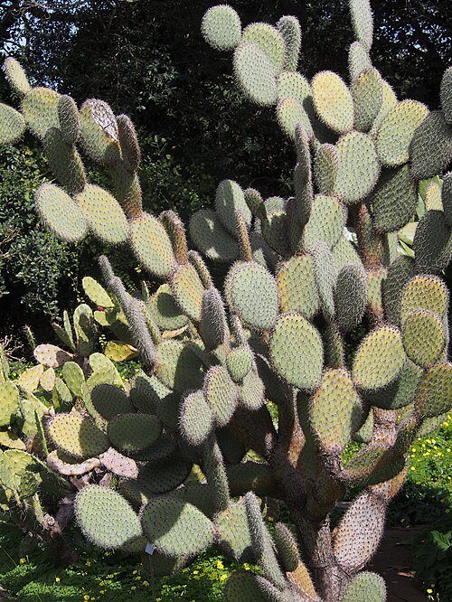 Opuntia pailana cactus met platte, ronde pads in groentinten, groeiend in natuurlijke omgeving.