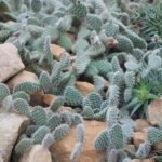 Opuntia picardoi cactus in Botanischer Garten Dresden, Duitsland.