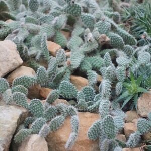Opuntia picardoi cactus in Botanischer Garten Dresden, Duitsland.