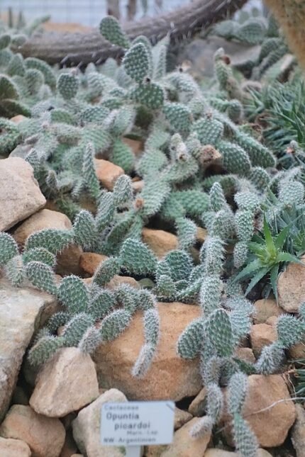 Opuntia picardoi cactus in Botanischer Garten Dresden, Duitsland.