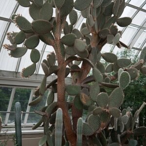 Opuntia pilifera cactus met lange, witte haren en platte, ovale bladeren.