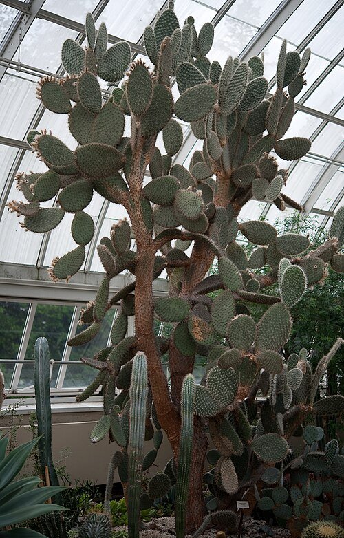 Opuntia pilifera cactus met lange, witte haren en platte, ovale bladeren.