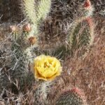 Opuntia polyacantha cactus met platte schijven en lange doornen.