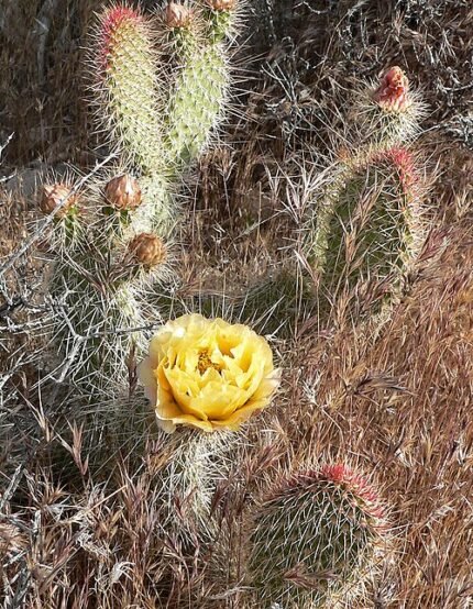 Opuntia polyacantha cactus met platte schijven en lange doornen.