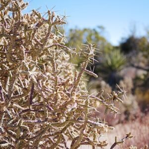 Cylindropuntia ramosissima met dunne groene stengels en rode bloemen.