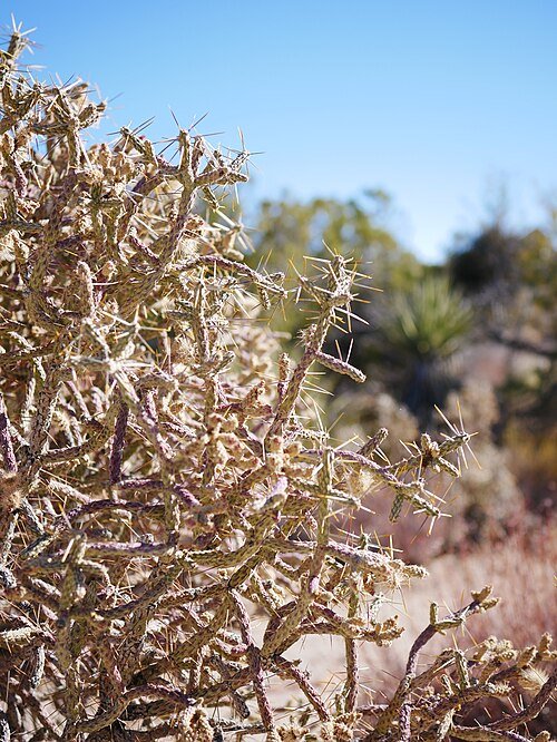 Cylindropuntia ramosissima met dunne groene stengels en rode bloemen.