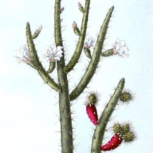 Prickly pear cactus met zalmkleurige pads in unieke groen-roze tinten.