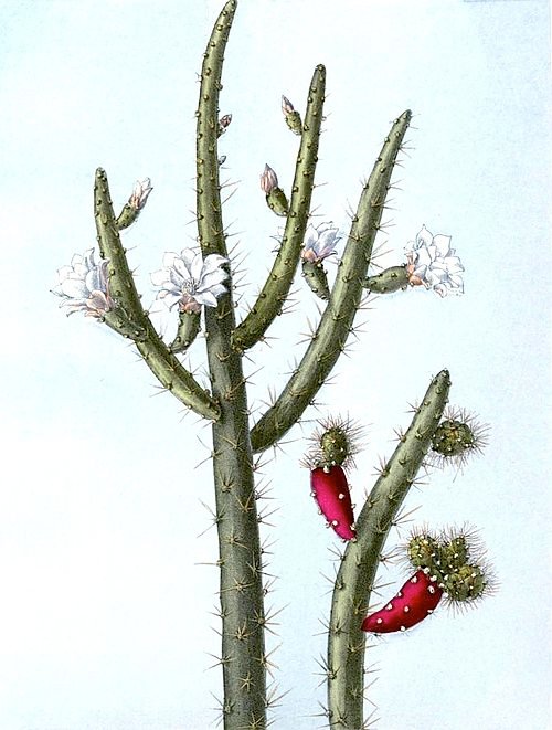 Prickly pear cactus met zalmkleurige pads in unieke groen-roze tinten.