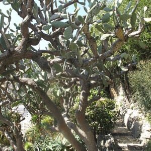 Opuntia tomentosa cactus met pluizige witte stekels en groene pads.