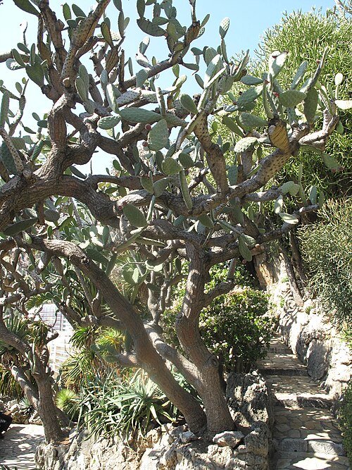 Opuntia tomentosa cactus met pluizige witte stekels en groene pads.