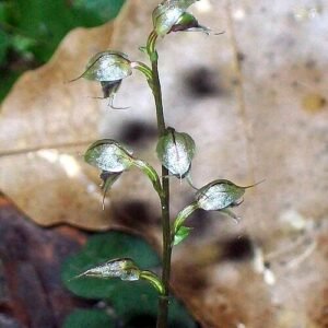 Bloeiende Acianthus orchidee in levendige paarse kleur.