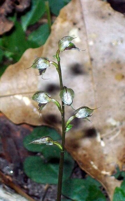 Bloeiende Acianthus orchidee in levendige paarse kleur.