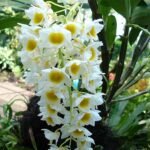 White Dendrobium farmeri orchid bunch with delicate flowers and green leaves.
