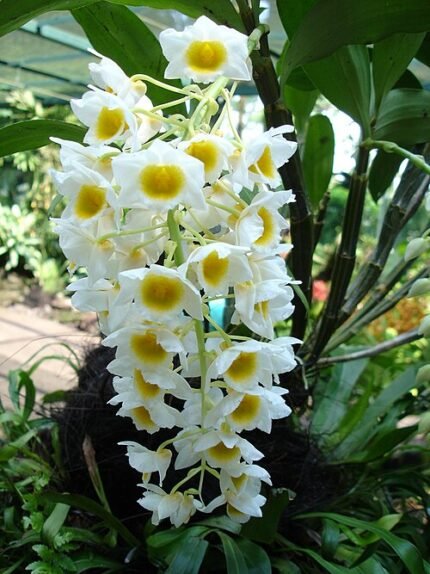 White Dendrobium farmeri orchid bunch with delicate flowers and green leaves.