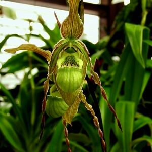 Delicate paarse en groene Phragmipedium richteri orchidee bloem met unieke vorm.