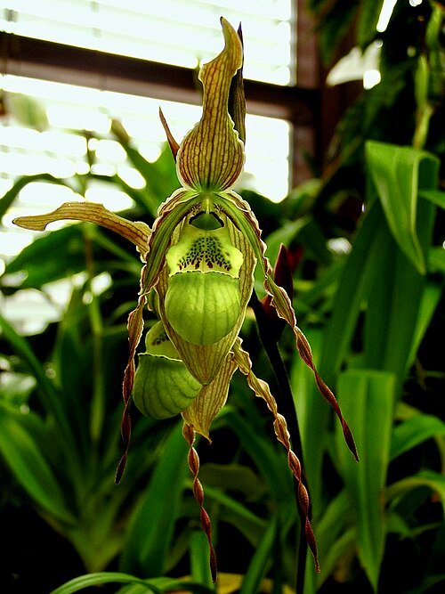 Delicate paarse en groene Phragmipedium richteri orchidee bloem met unieke vorm.