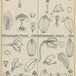 Purple Spathoglottis paulinae orchid on 1928 botanical illustration.