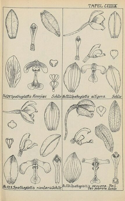 Purple Spathoglottis paulinae orchid on 1928 botanical illustration.