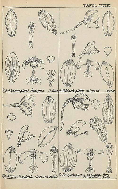 Purple Spathoglottis paulinae orchid on 1928 botanical illustration.