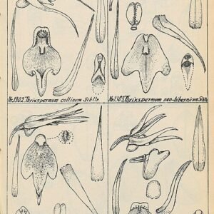 Thrixspermum platystachys orchidee met witte bloemen en groen blad.