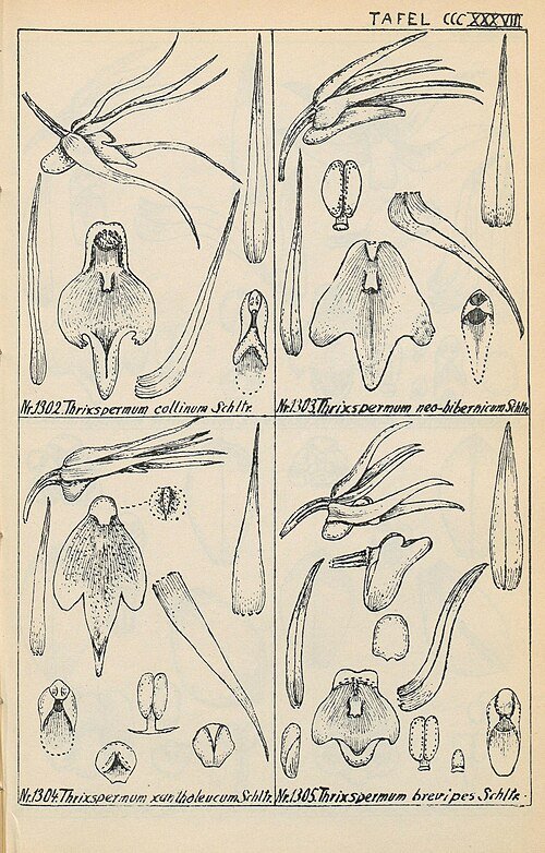 Thrixspermum platystachys orchidee met witte bloemen en groen blad.