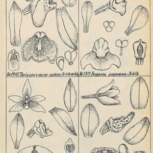 Illustratie van Thrixspermum congestum orchidee uit Duits Nieuw-Guinea in 1928.