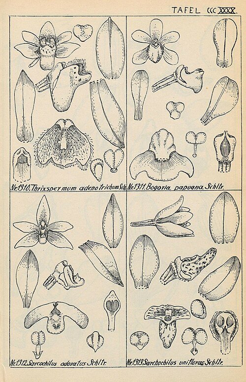 Illustratie van Thrixspermum congestum orchidee uit Duits Nieuw-Guinea in 1928.