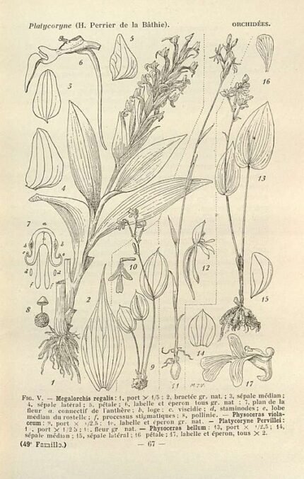 Paarse en witte Megalorchis orchideeën in weelderige Madagascar omgeving.