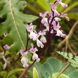 Purple-flowered Orchis canariensis plant with green leaves in natural setting.