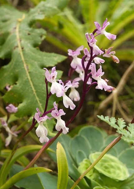 Purple-flowered Orchis canariensis plant with green leaves in natural setting.