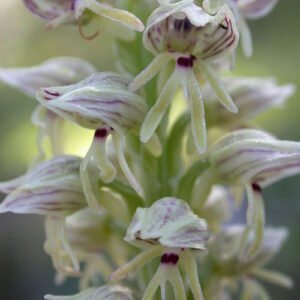 Purple Orchis galilaea flower on green stem with leaves.