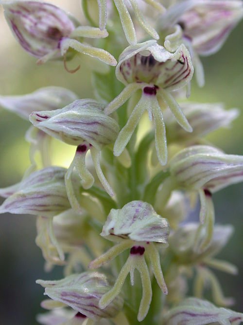 Purple Orchis galilaea flower on green stem with leaves.