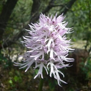 Bloeiende Orchis italica op kalkrijke grond onder zonnige standplaats.