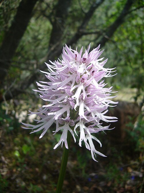 Bloeiende Orchis italica op kalkrijke grond onder zonnige standplaats.