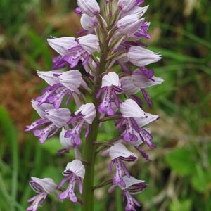 Orchis militaris bloem met roze en witte bloemblaadjes en groene bladeren.