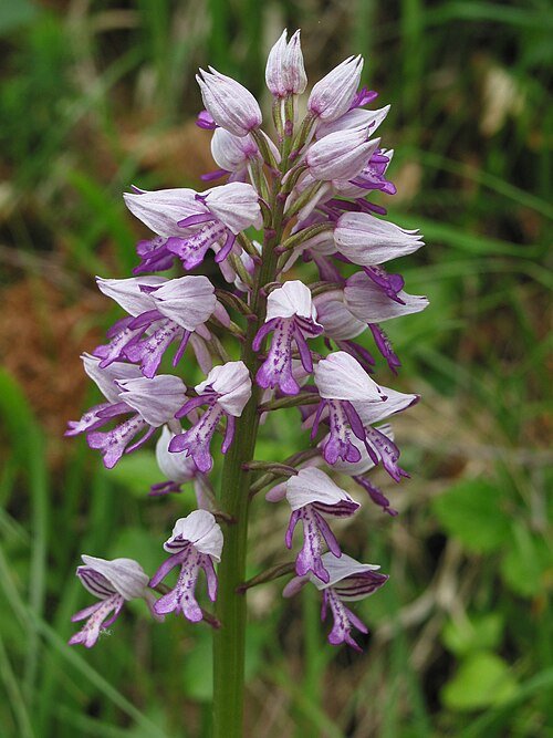 Orchis militaris bloem met roze en witte bloemblaadjes en groene bladeren.