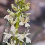 Paarse wilde orchidee in zonnige natuurlijke habitat.