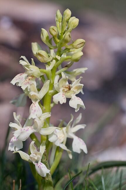 Paarse wilde orchidee in zonnige natuurlijke habitat.