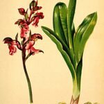 Orchis spitzelii bloem op kalkrijke grond, winterharde plant.