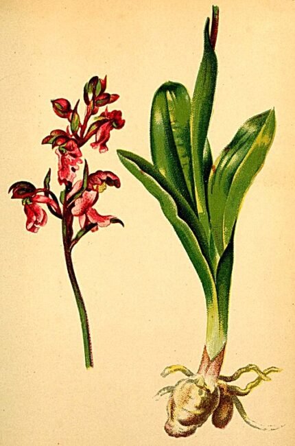 Orchis spitzelii bloem op kalkrijke grond, winterharde plant.