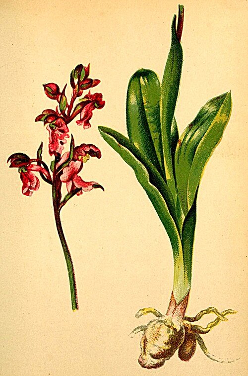 Orchis spitzelii bloem op kalkrijke grond, winterharde plant.